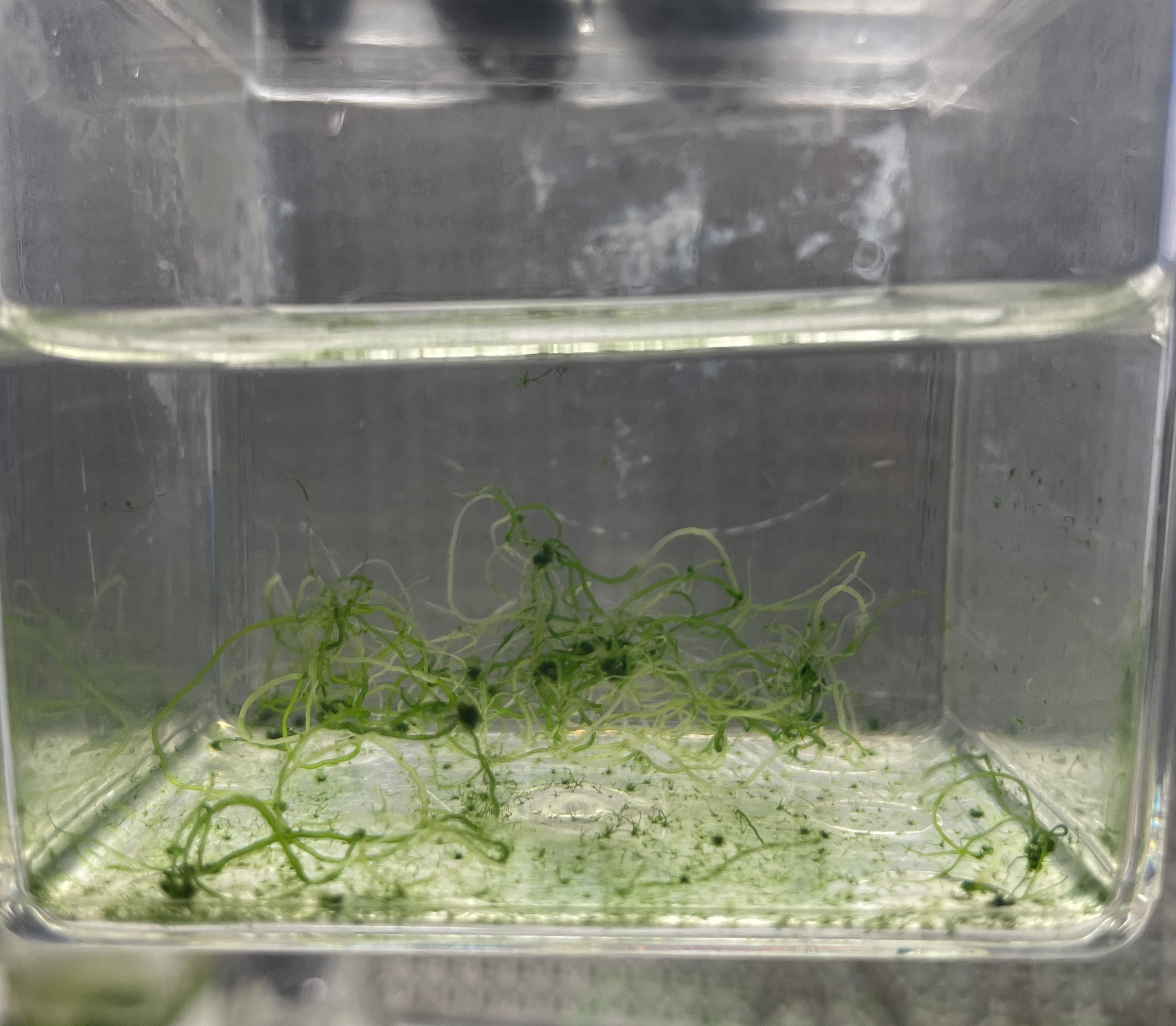 CCMP329 | NCMA at Bigelow Laboratory